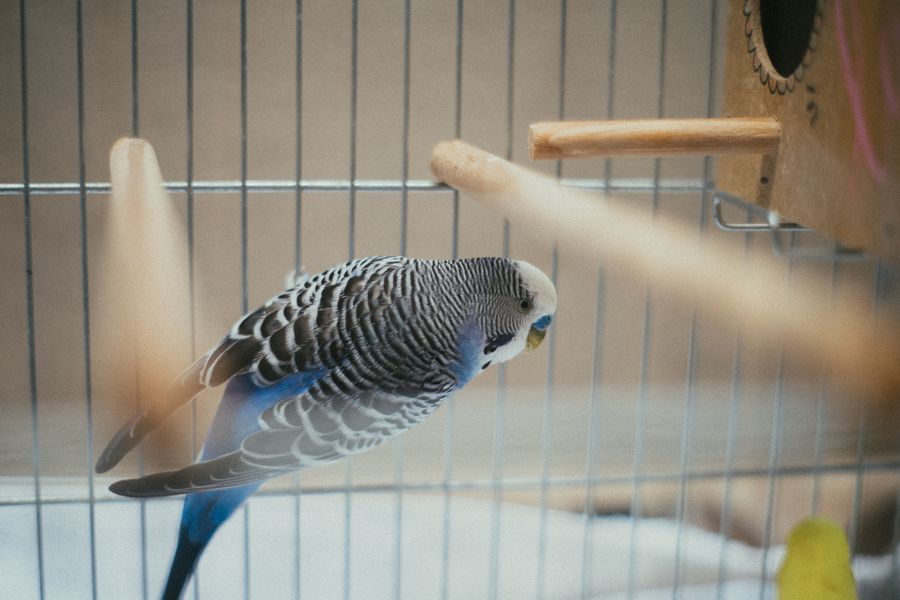 きなこ